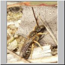 Halictus cf confusus - Furchenbiene m02 7mm.jpg